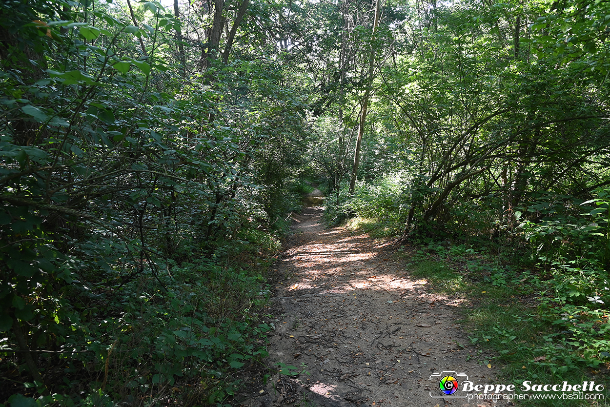 VBS_4759 - Il bosco fatato - Montaldo Roero.jpg